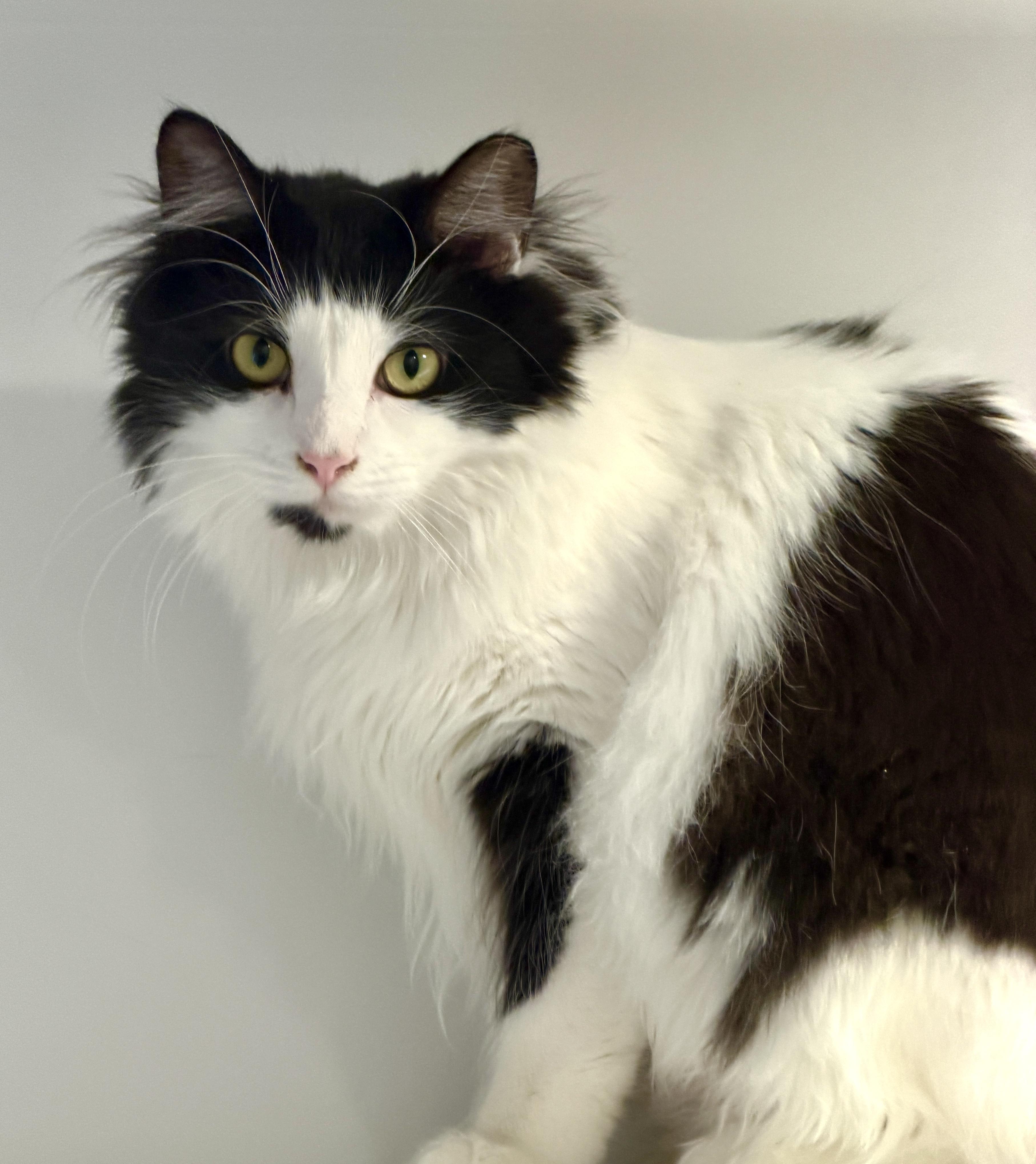Enlarge Sebastian (and Tessa), a Adoptable Domestic Long Hair in Hull, MA image 1/5