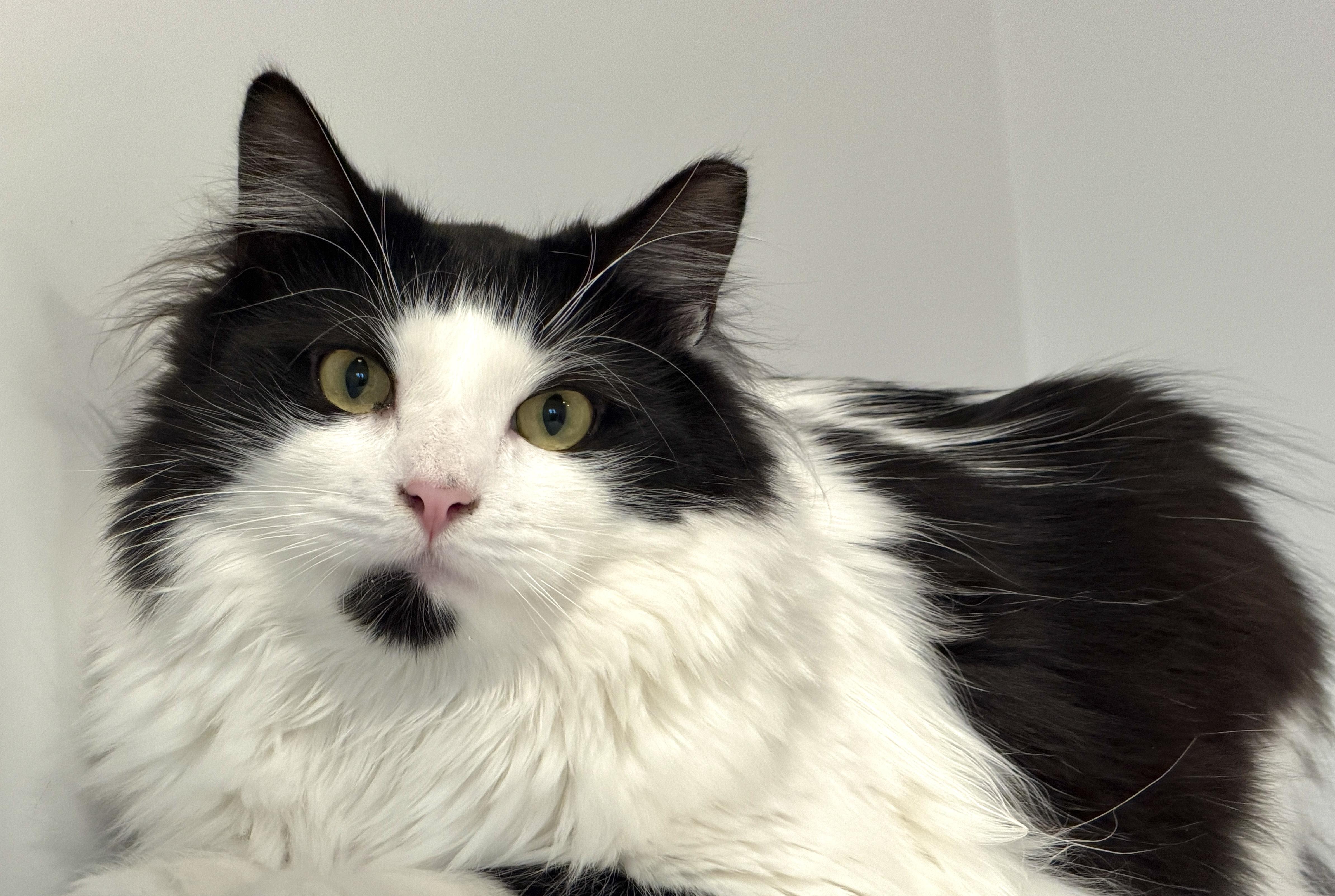 Enlarge Sebastian (and Tessa), a Adoptable Domestic Long Hair in Hull, MA image 2/5