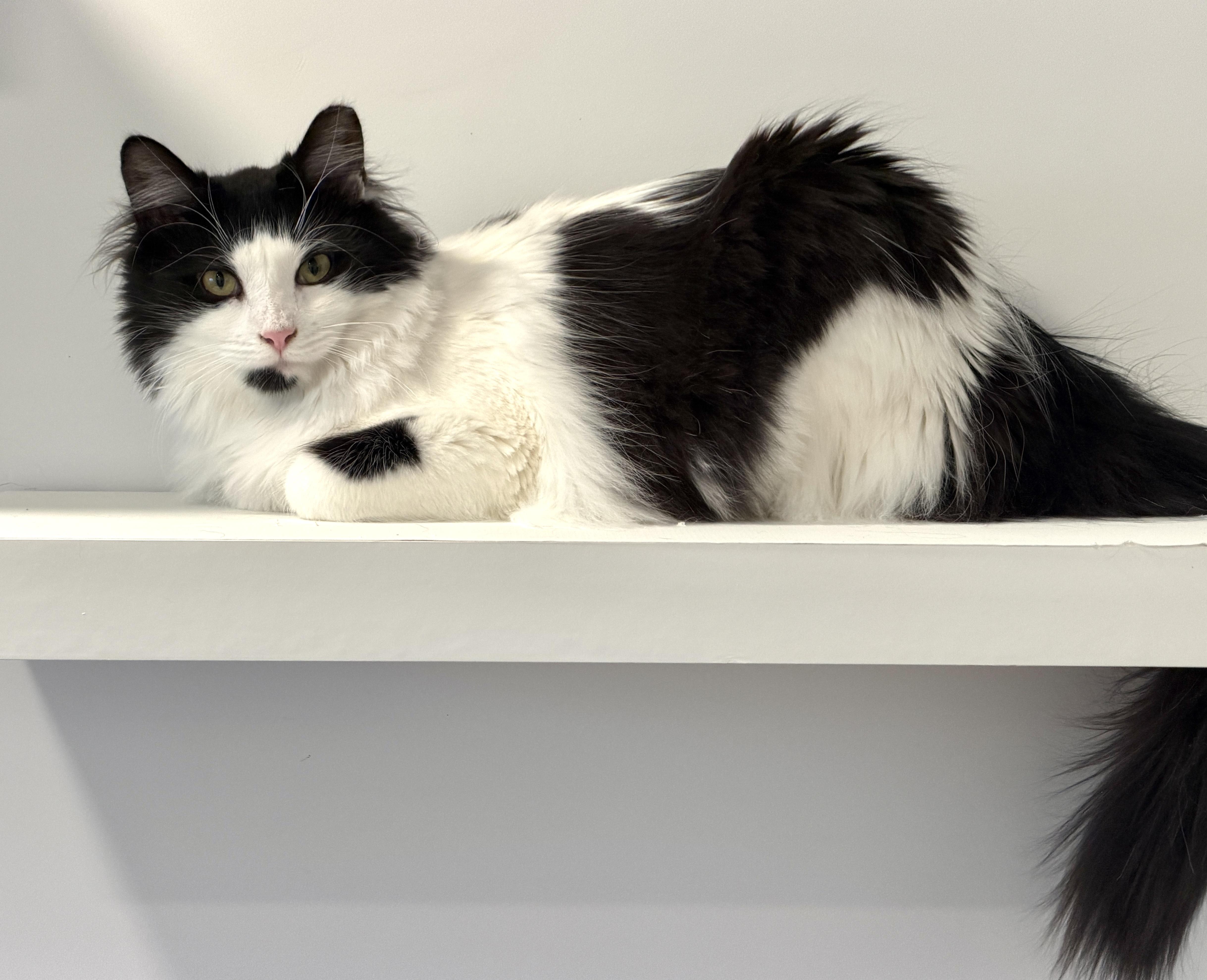Enlarge Sebastian (and Tessa), a Adoptable Domestic Long Hair in Hull, MA image 3/5