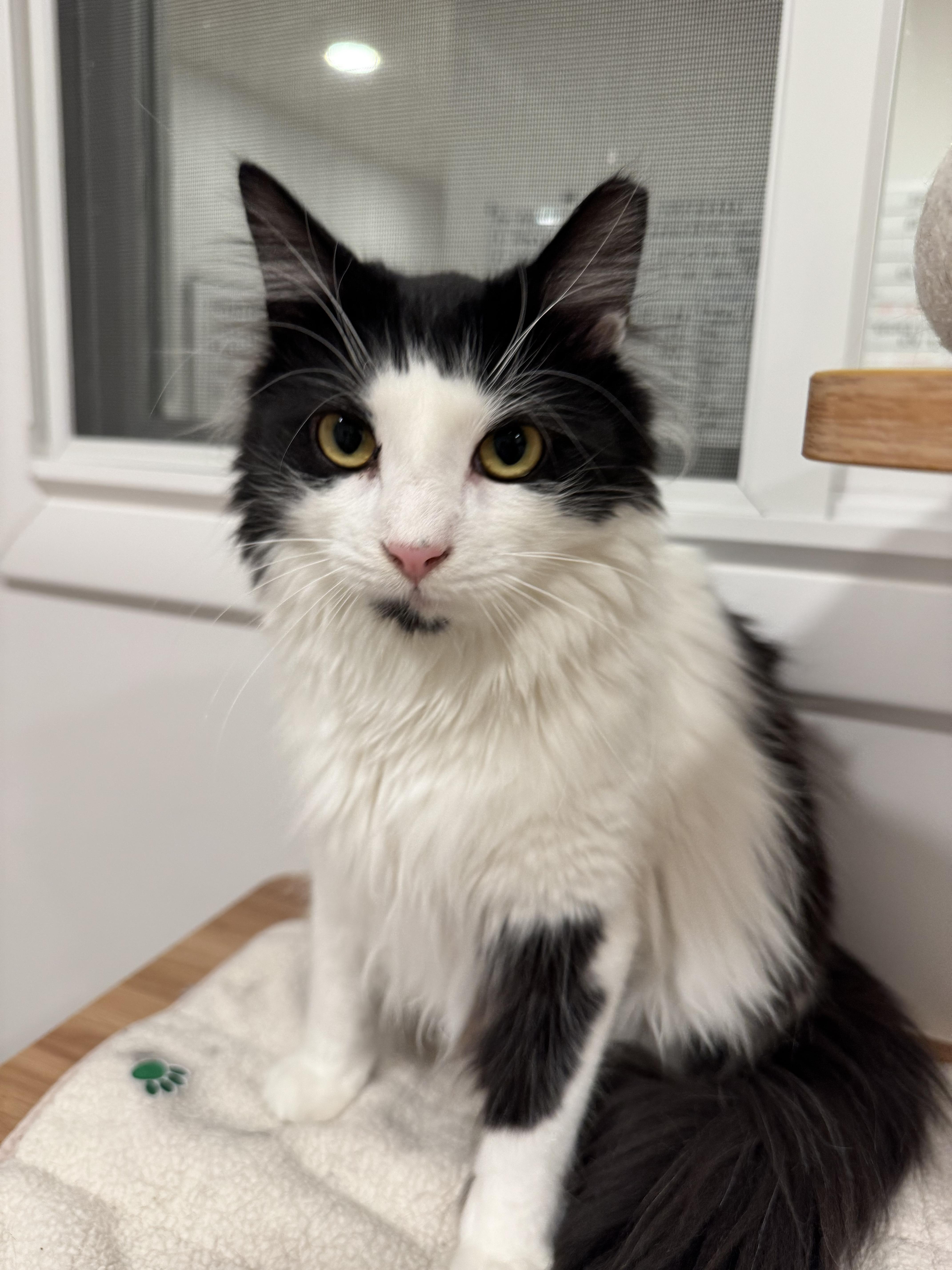 Sebastian (and Tessa), Adoptable, Young Male Domestic Long Hair.