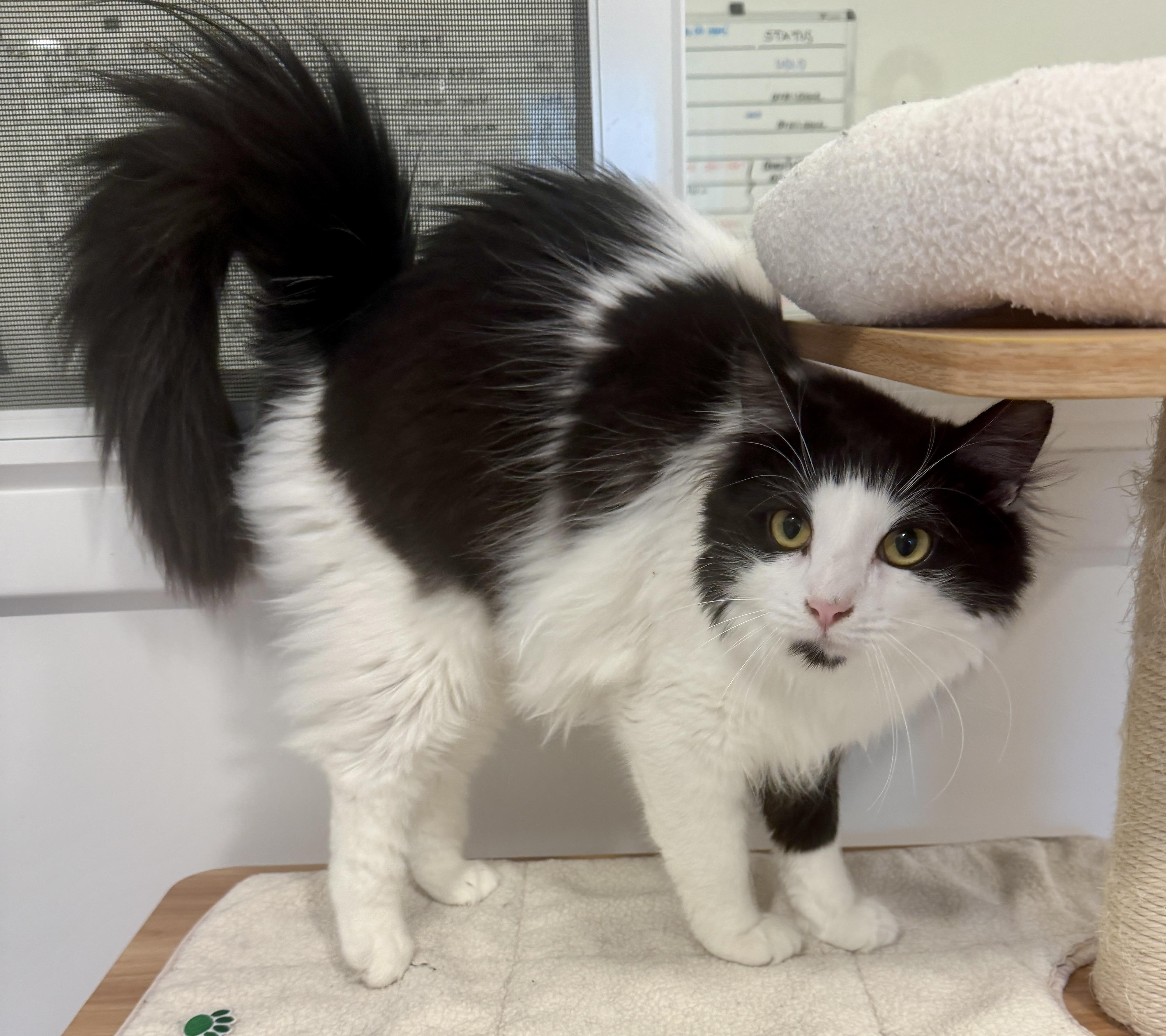 Enlarge Sebastian (and Tessa), a Adoptable Domestic Long Hair in Hull, MA image 4/5