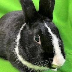 Enlarge Tamsin, a ADOPTABLE Dutch in Haltom City, TX image 4/4