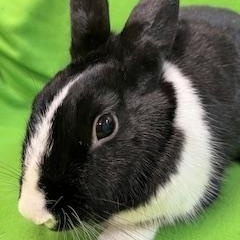 Enlarge Tamsin, a ADOPTABLE Dutch in Haltom City, TX image 1/4