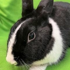 Enlarge Tamsin, a ADOPTABLE Dutch in Haltom City, TX image 3/4