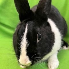 Enlarge Tamsin, a ADOPTABLE Dutch in Haltom City, TX image 2/4