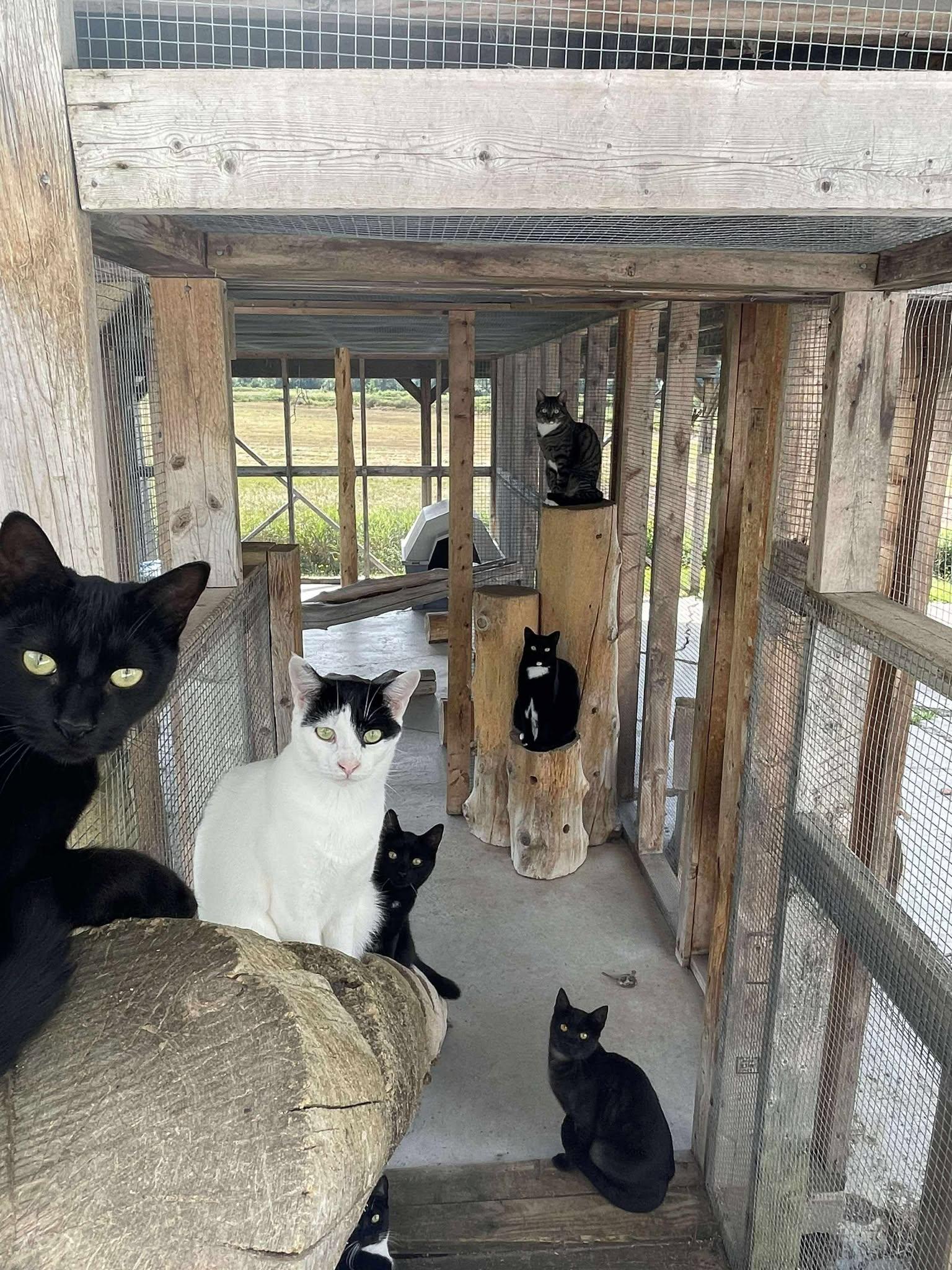 Enlarge Wynne, a Adoptable Domestic Short Hair in Arthurette, NB image 1/4