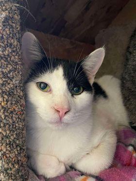 Wynne, an adoptable Domestic Short Hair in Arthurette, NB, E7H 4C2 | Photo Image 1