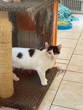 Enlarge Wynne, a Adoptable Domestic Short Hair in Arthurette, NB image 3/4