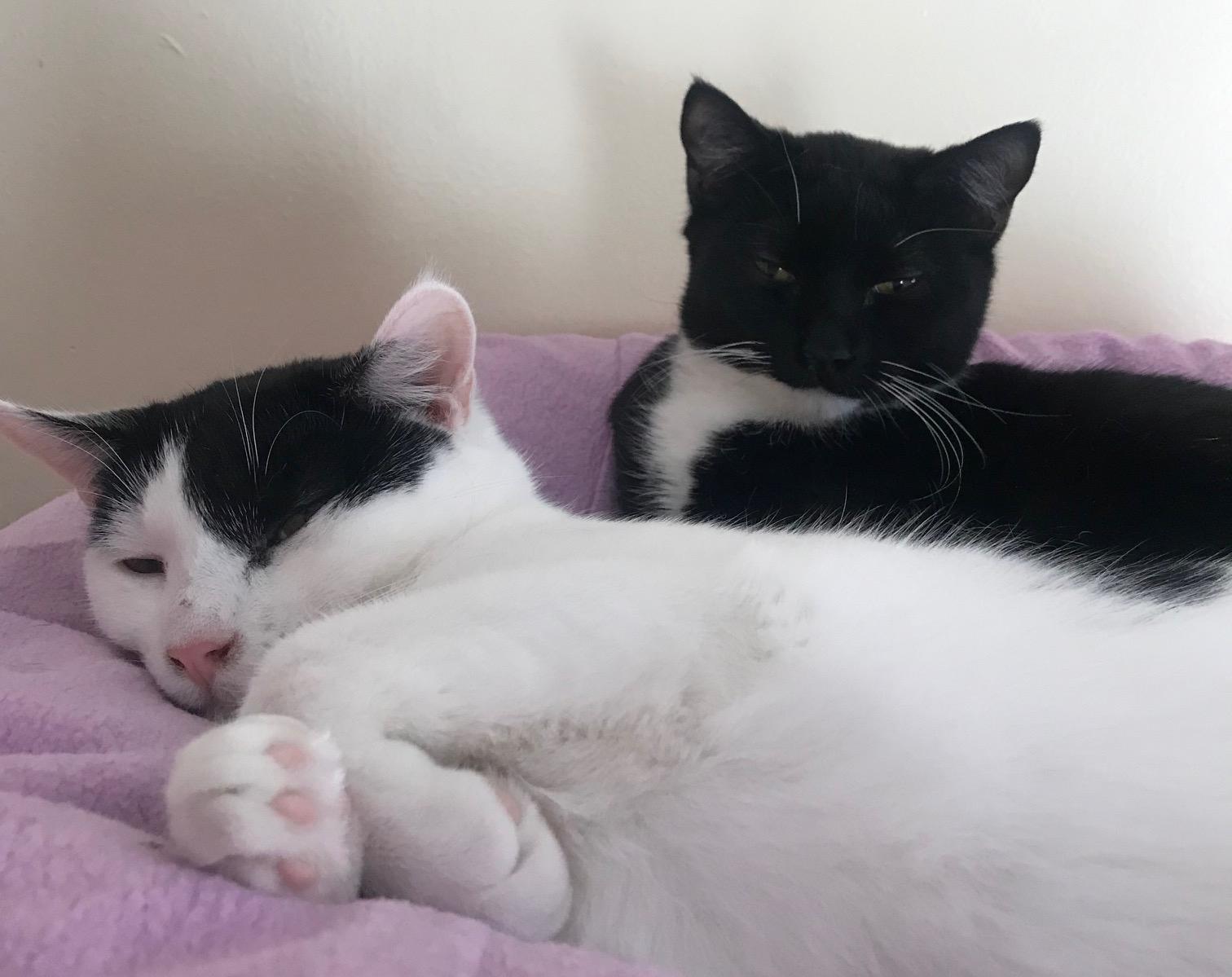 Enlarge Wynne, a Adoptable Domestic Short Hair in Arthurette, NB image 4/4