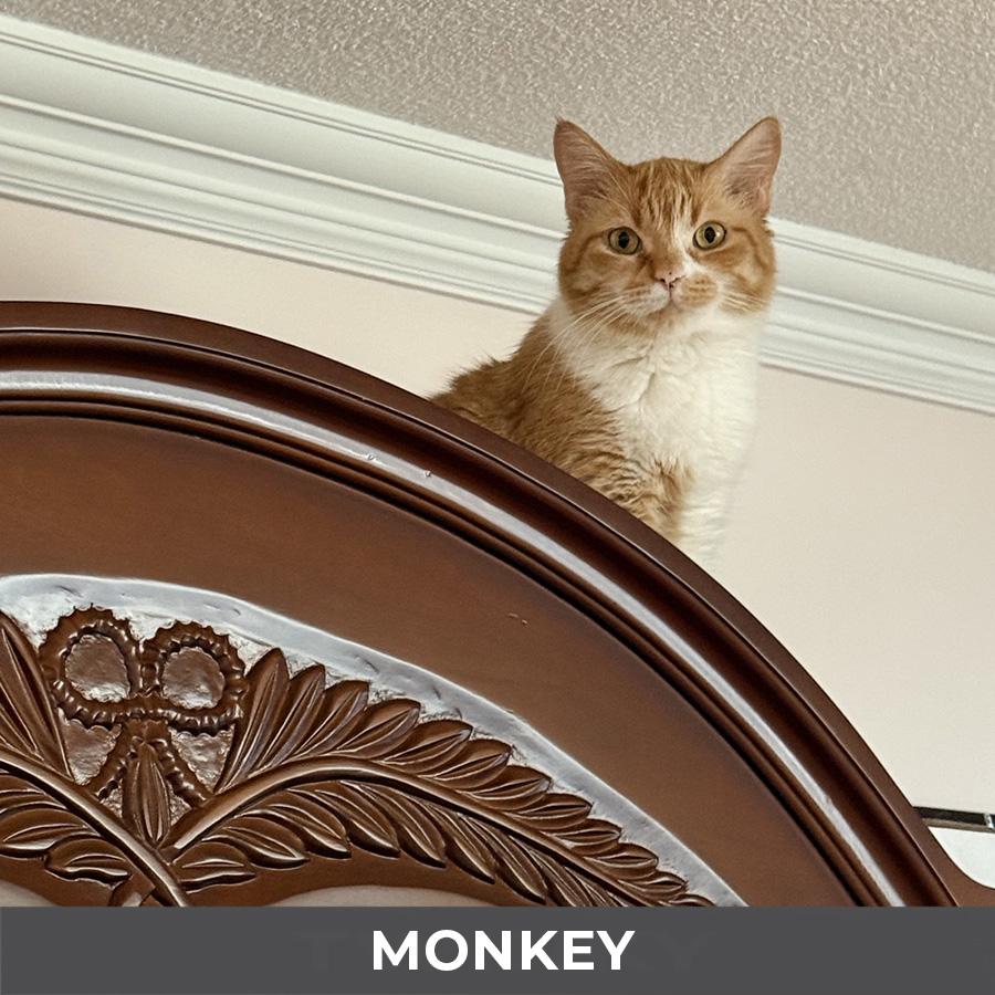 Enlarge Monkey, a ADOPTABLE Domestic Short Hair in Etobicoke, ON image 5/6