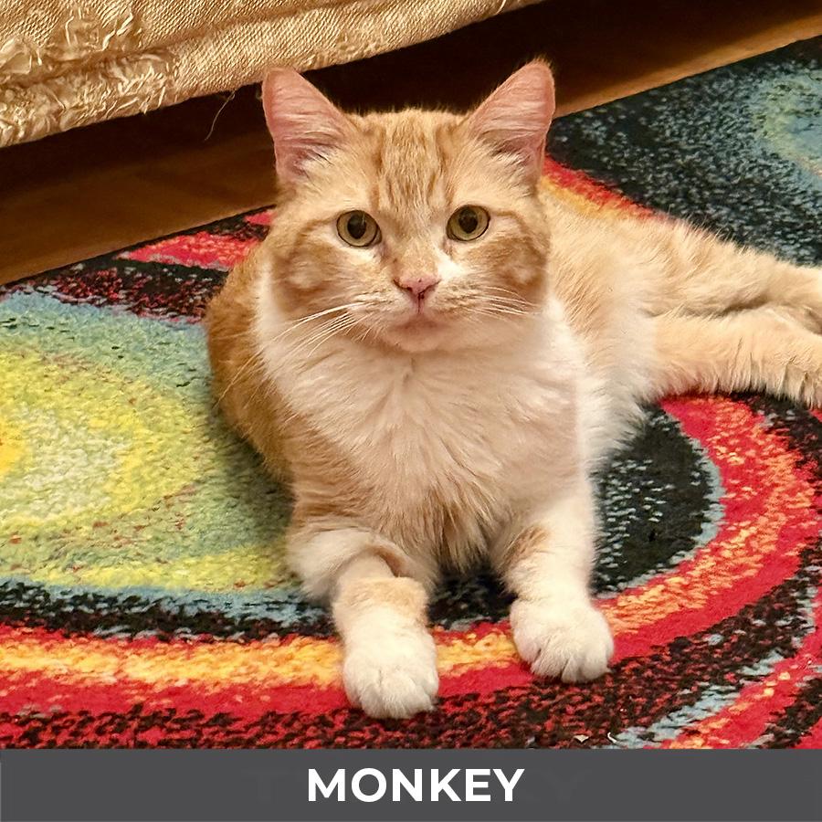 Enlarge Monkey, a ADOPTABLE Domestic Short Hair in Etobicoke, ON image 1/6