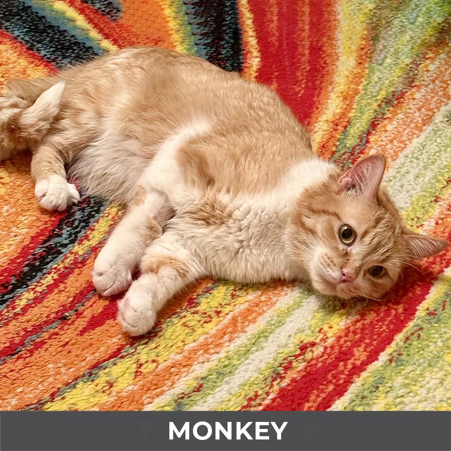 Enlarge Monkey, a ADOPTABLE Domestic Short Hair in Etobicoke, ON image 6/6