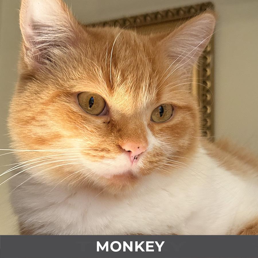 Enlarge Monkey, a ADOPTABLE Domestic Short Hair in Etobicoke, ON image 2/6