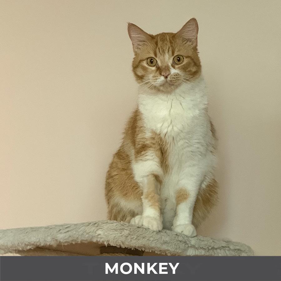 Enlarge Monkey, a ADOPTABLE Domestic Short Hair in Etobicoke, ON image 4/6