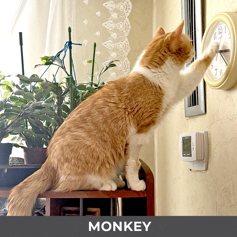 Enlarge Monkey, a ADOPTABLE Domestic Short Hair in Etobicoke, ON image 3/6