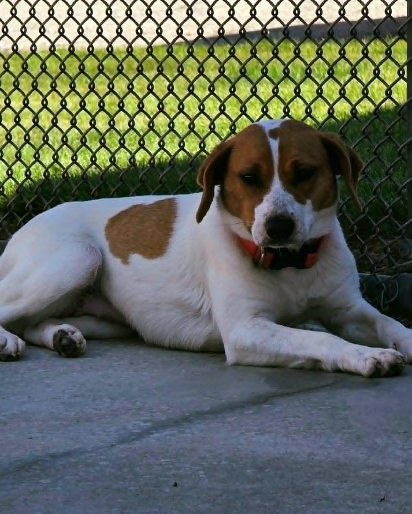 Enlarge Candy, an adopted mixed breed in Fremont, MI image 1/3