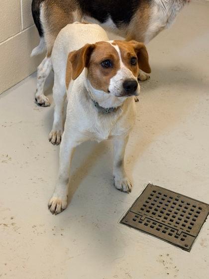Enlarge Candy, an adopted mixed breed in Fremont, MI image 3/3