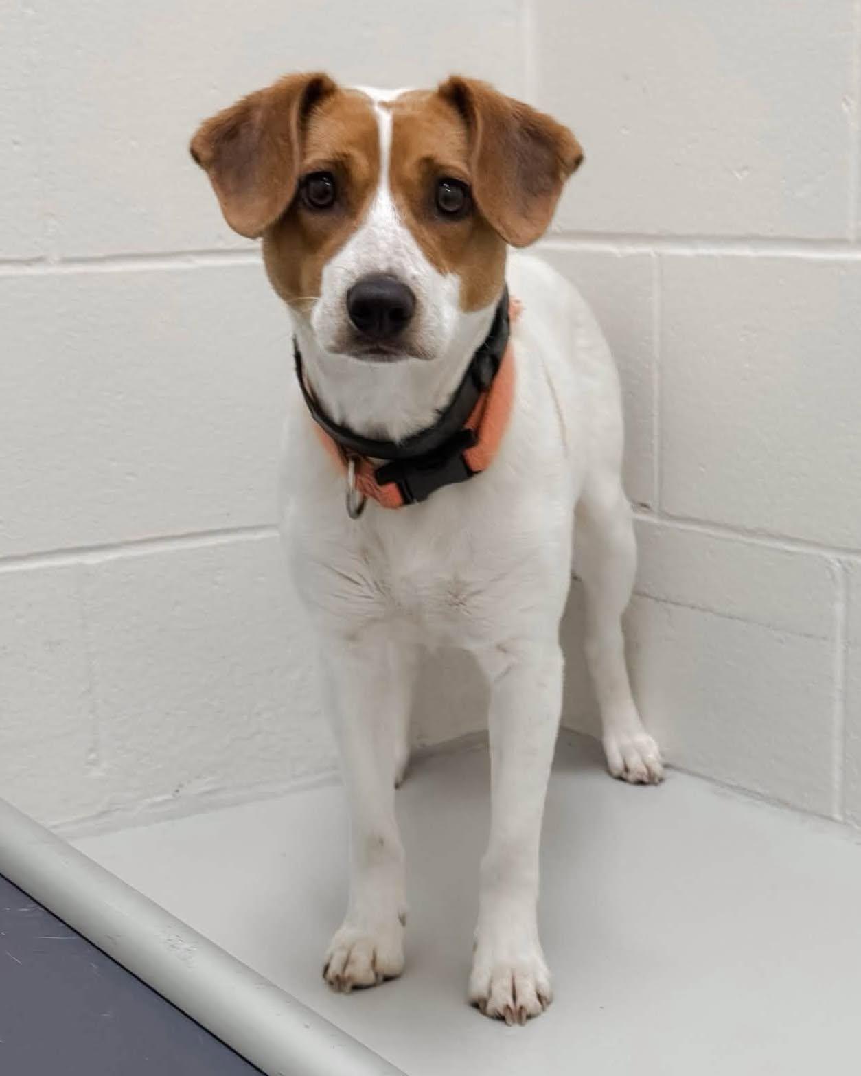 Candy, adopted, Adult Female Jack Russell Terrier & Beagle.