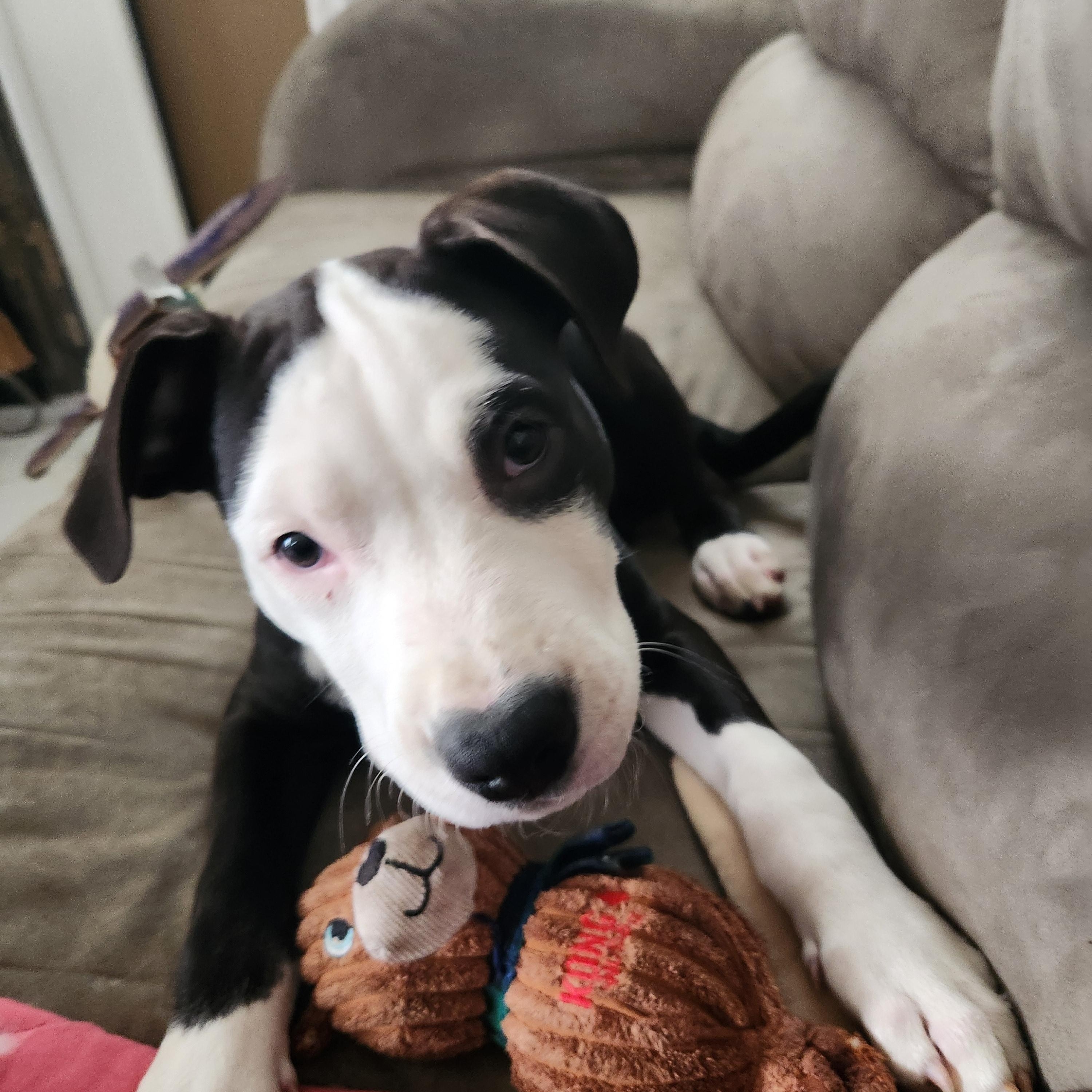 Petey, ADOPTABLE, Puppy Male Pit Bull Terrier.