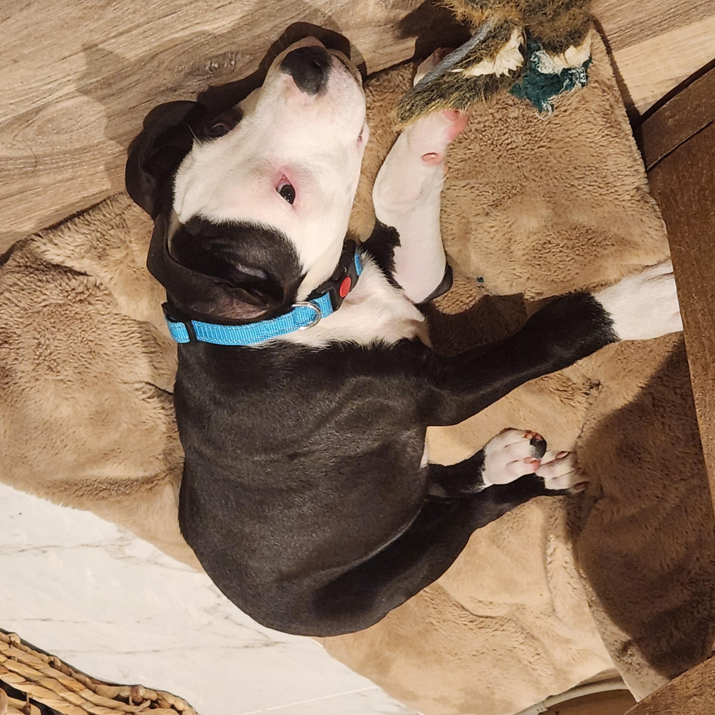 Enlarge Petey, a ADOPTABLE mixed breed in Potomac, MD image 3/5