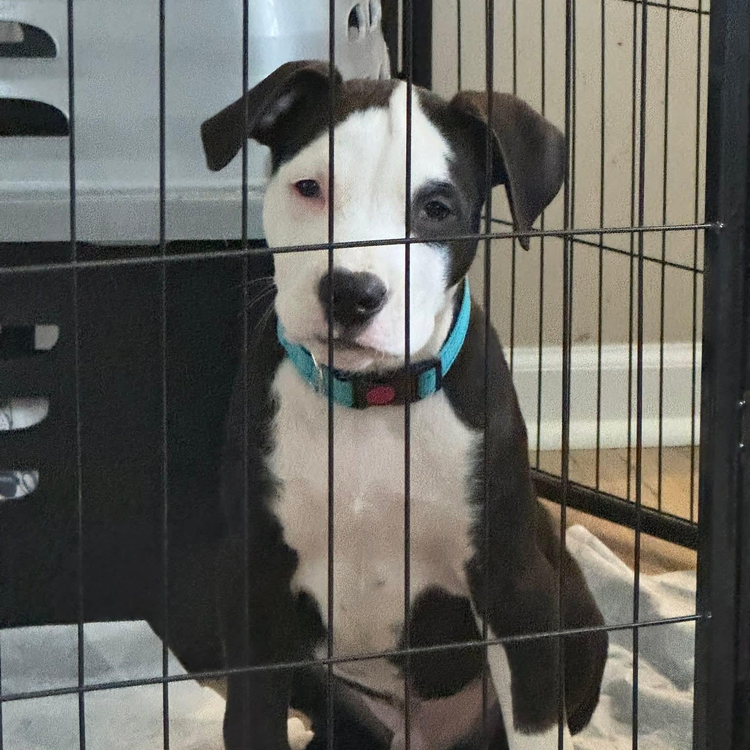 Enlarge Petey, a ADOPTABLE mixed breed in Potomac, MD image 4/5