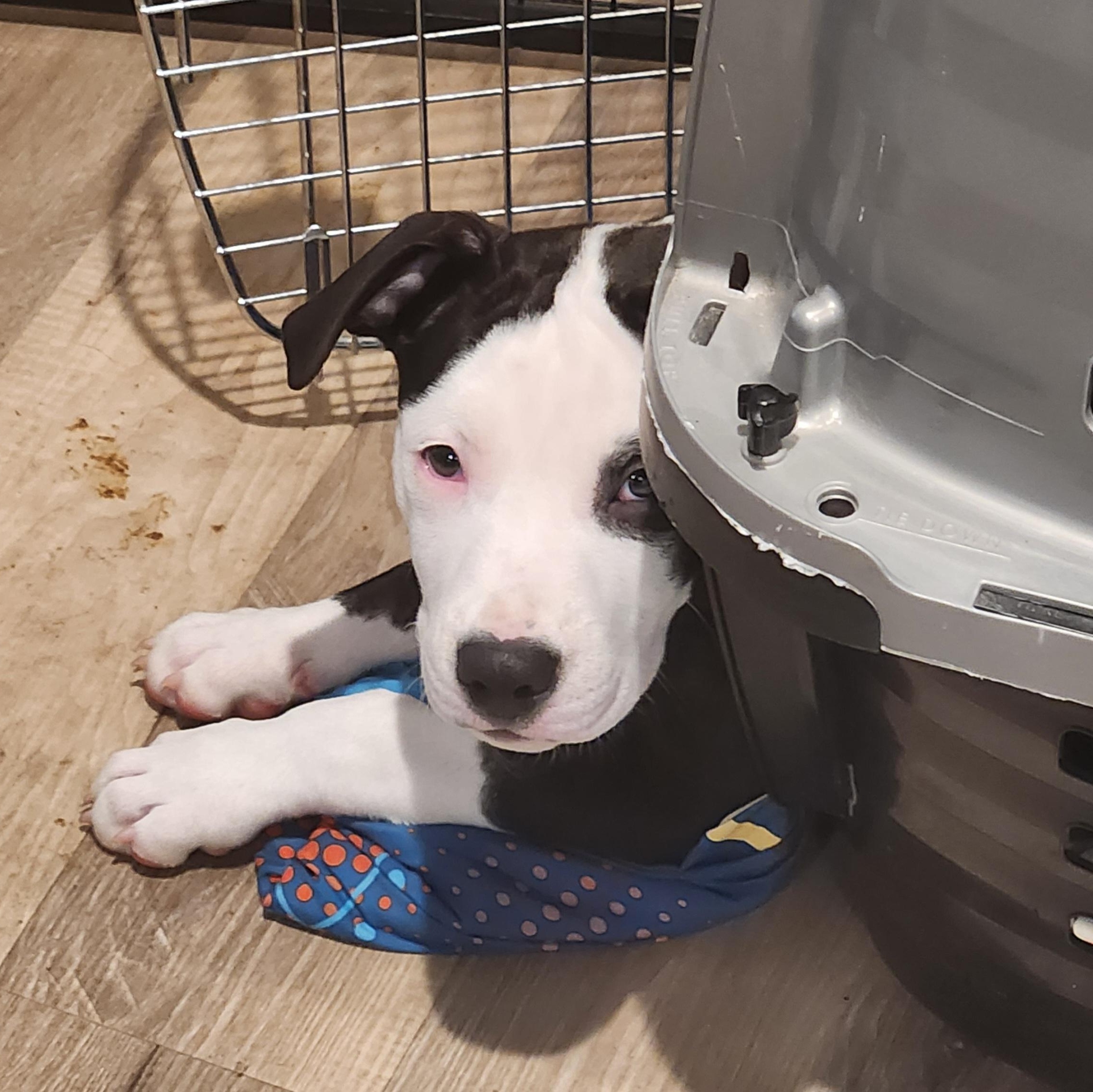 Enlarge Petey, a ADOPTABLE mixed breed in Potomac, MD image 5/5