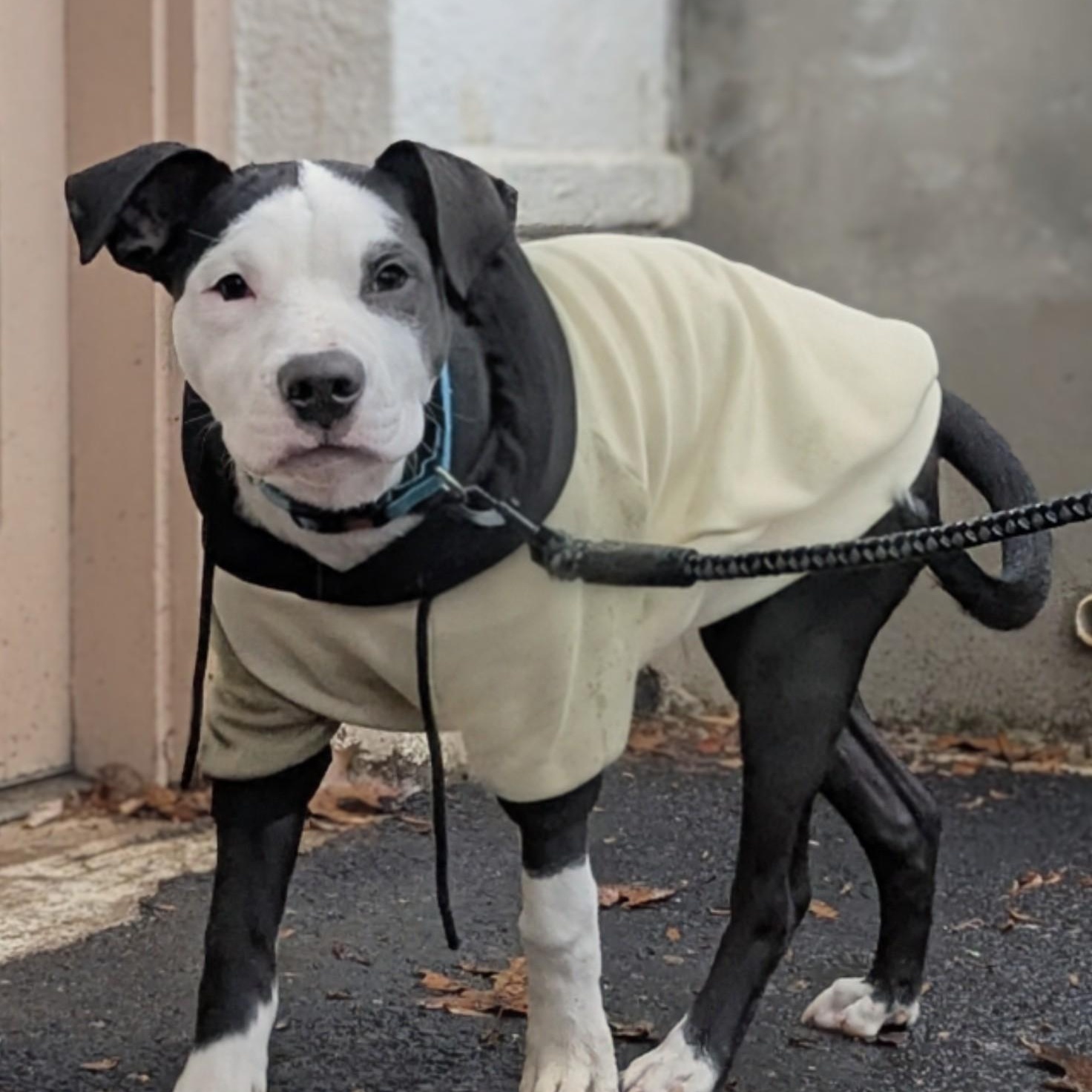 Petey, an adopted mixed breed in Potomac, MD image 4/6