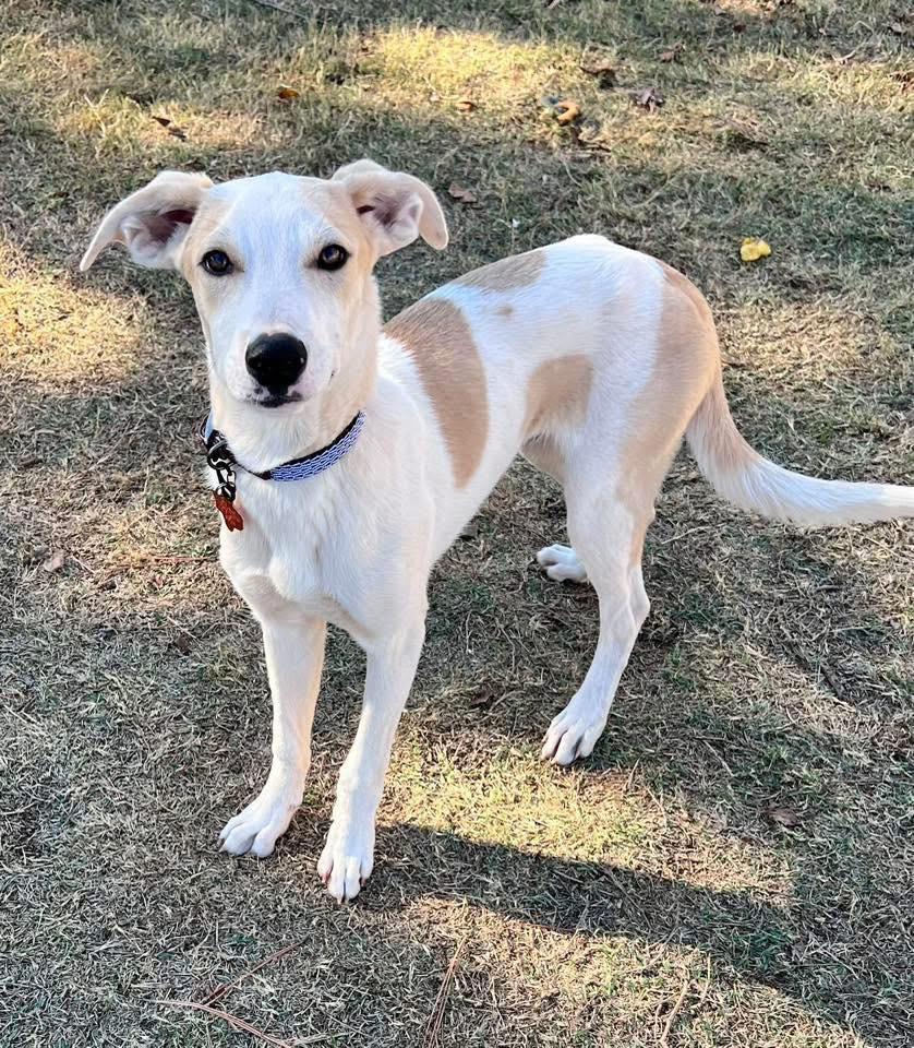 Roy, Adoptable, Young Male Labrador Retriever.