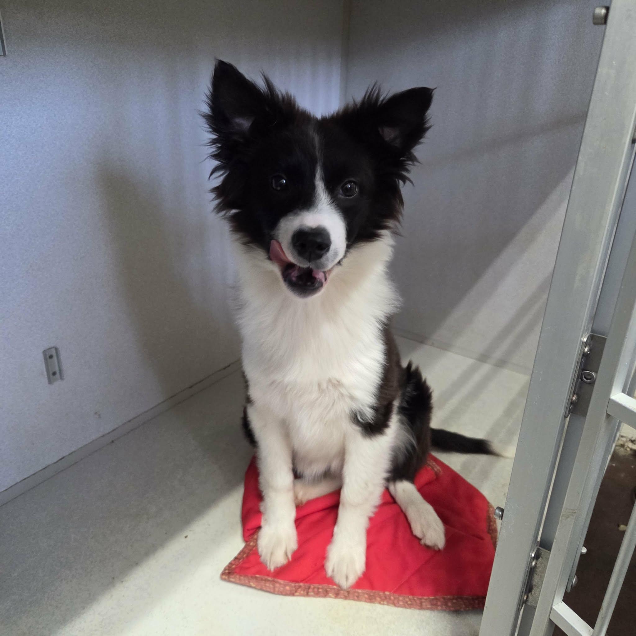 Brandi, Adoptable, Puppy Female Mixed Breed.