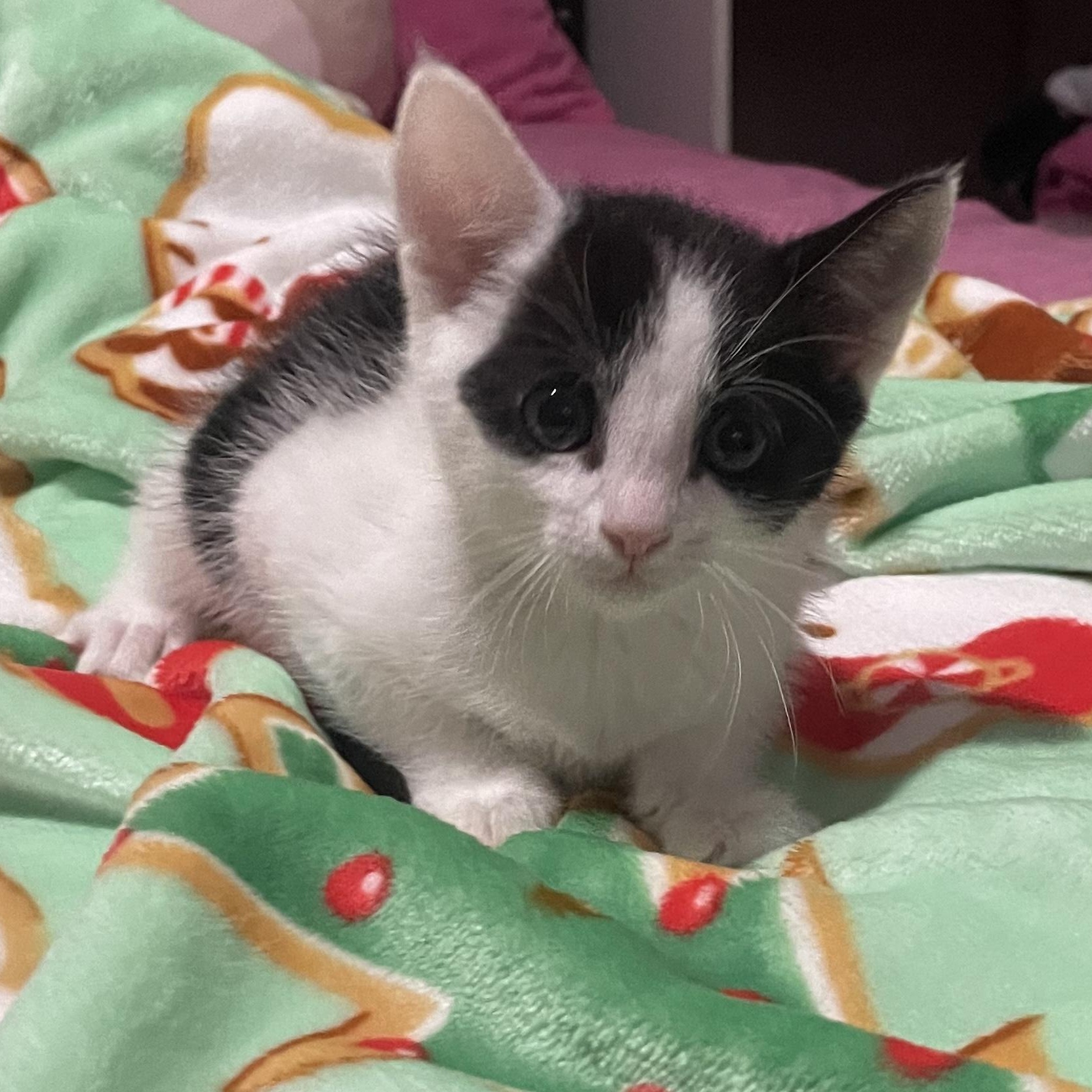 Enlarge Moose, a ADOPTABLE Domestic Short Hair in Boston, MA image 1/4