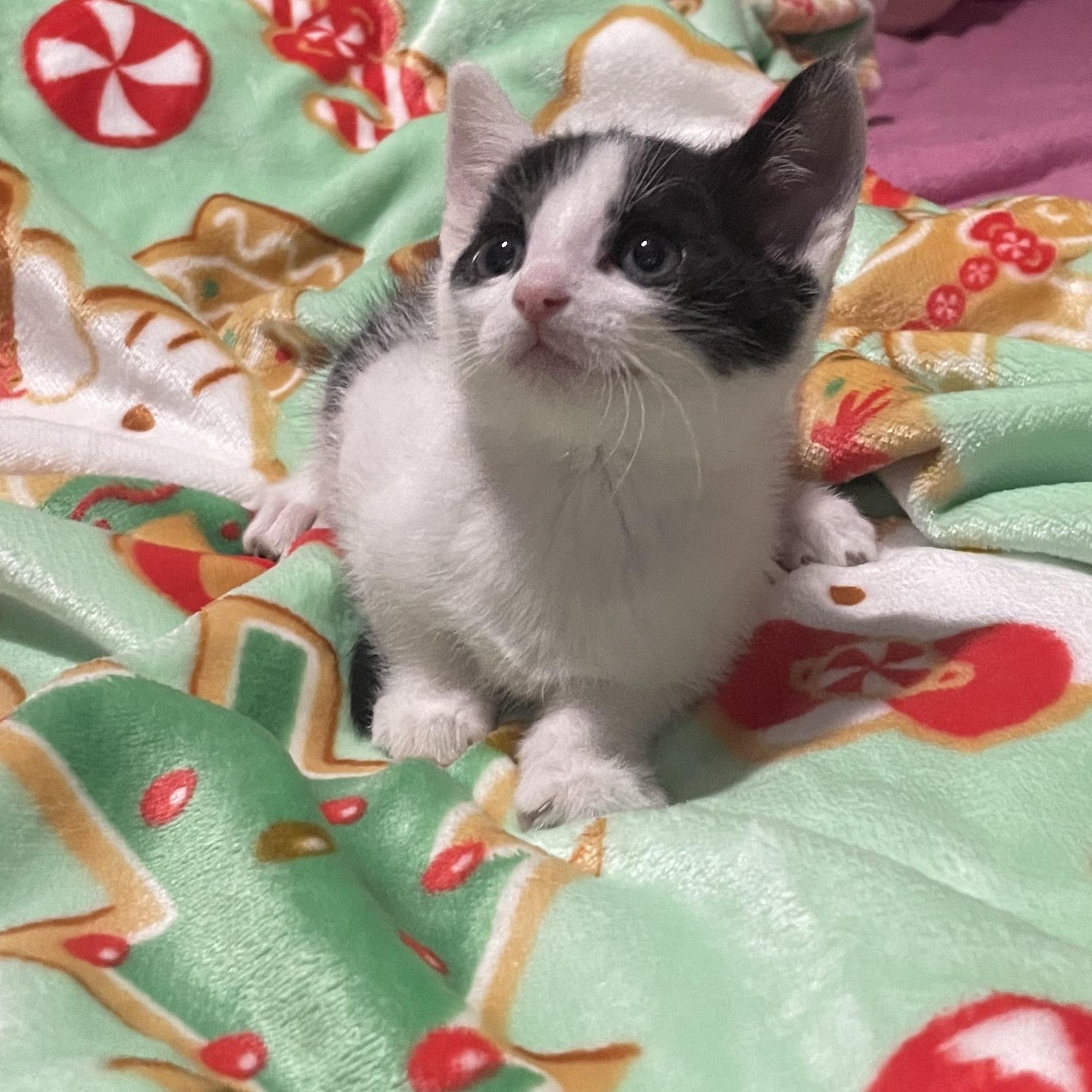 Enlarge Moose, a ADOPTABLE Domestic Short Hair in Boston, MA image 3/4