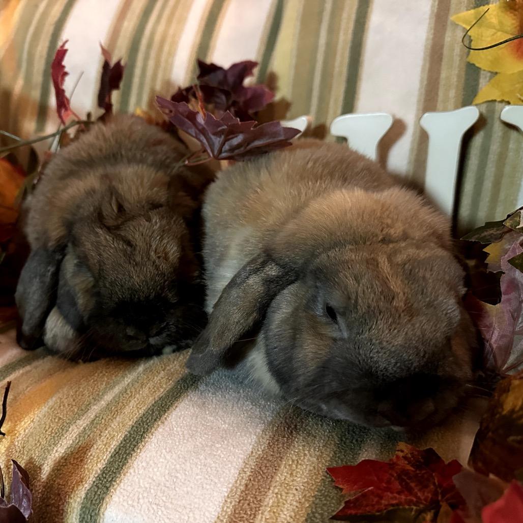 Mr.BunBun, Adoptable, Senior Male Mini Lop.