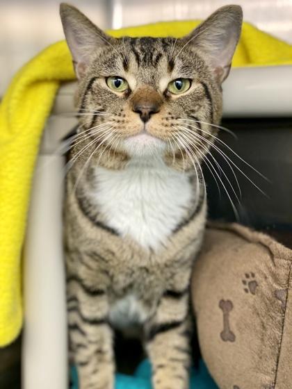 Enlarge Bowie, a Adoptable mixed breed in Munster, IN image 1/1