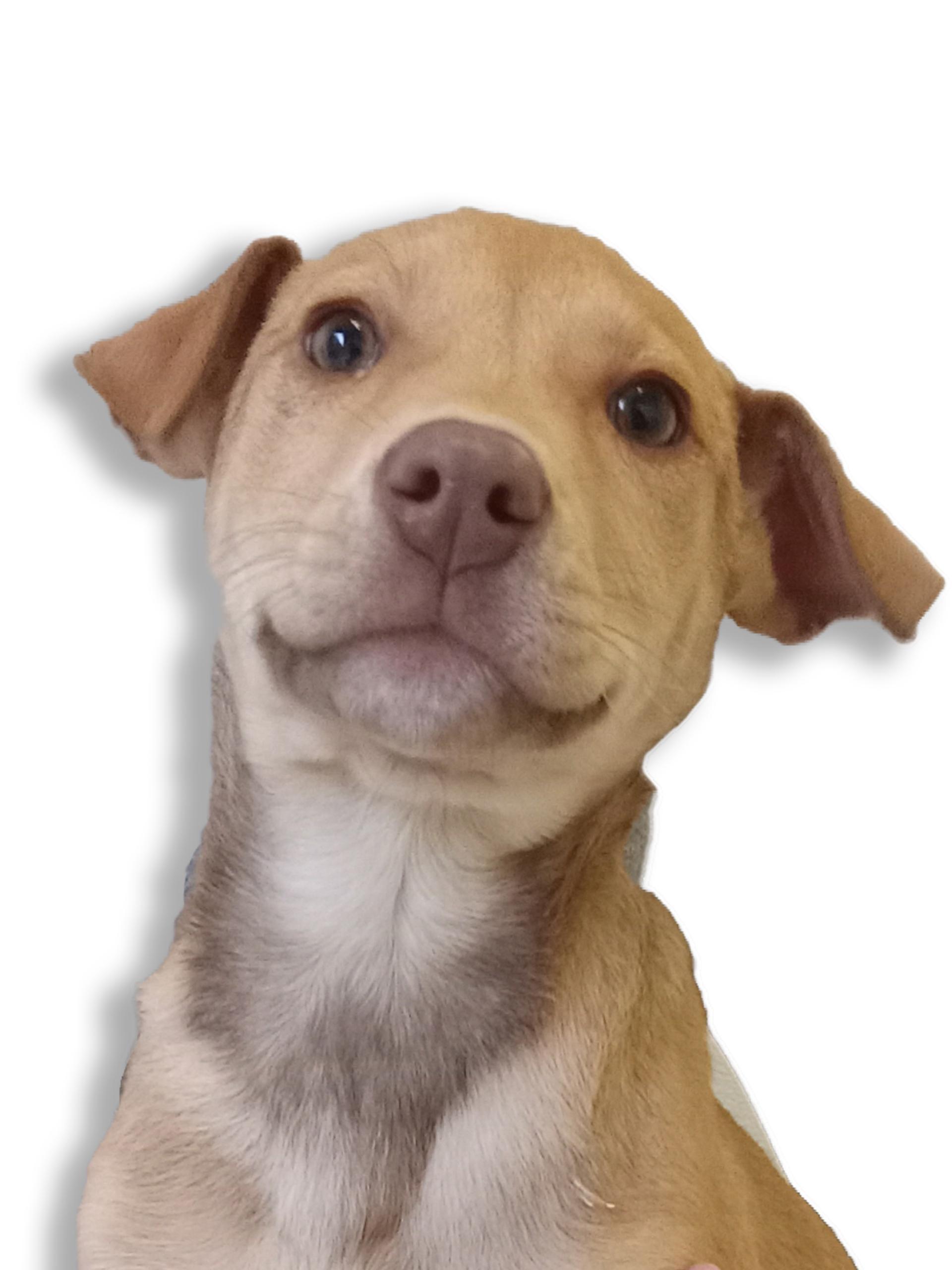 Enlarge Binky, an adopted mixed breed in Buffalo, MN image 1/1