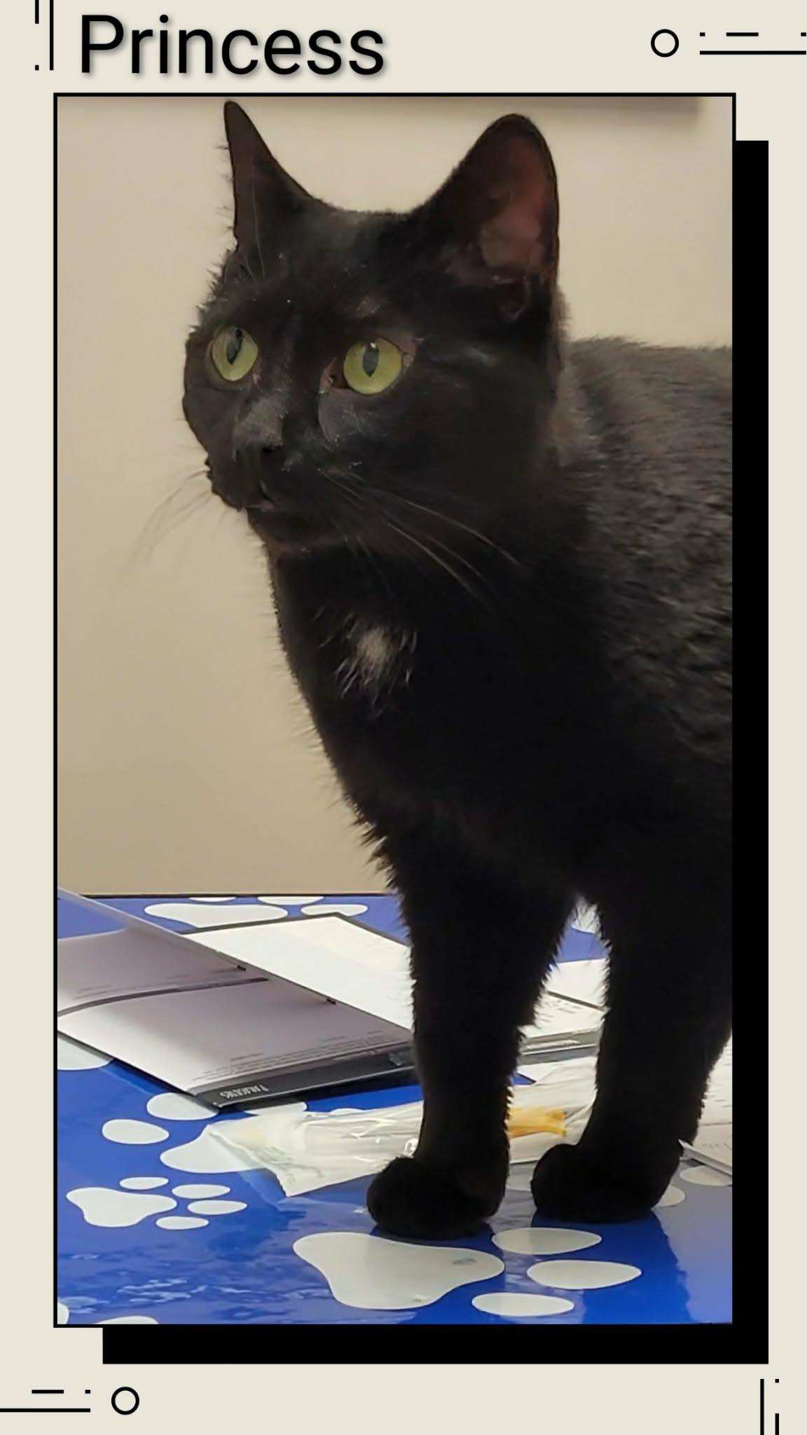 Princess, Adoptable, Young Female Domestic Short Hair.