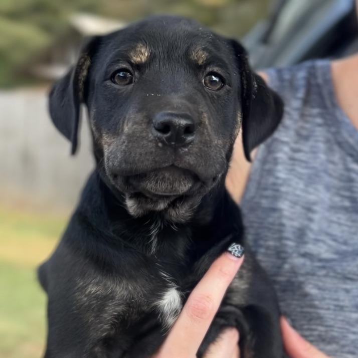 Priscilla 2, Adoptable, Puppy Female Labrador Retriever.
