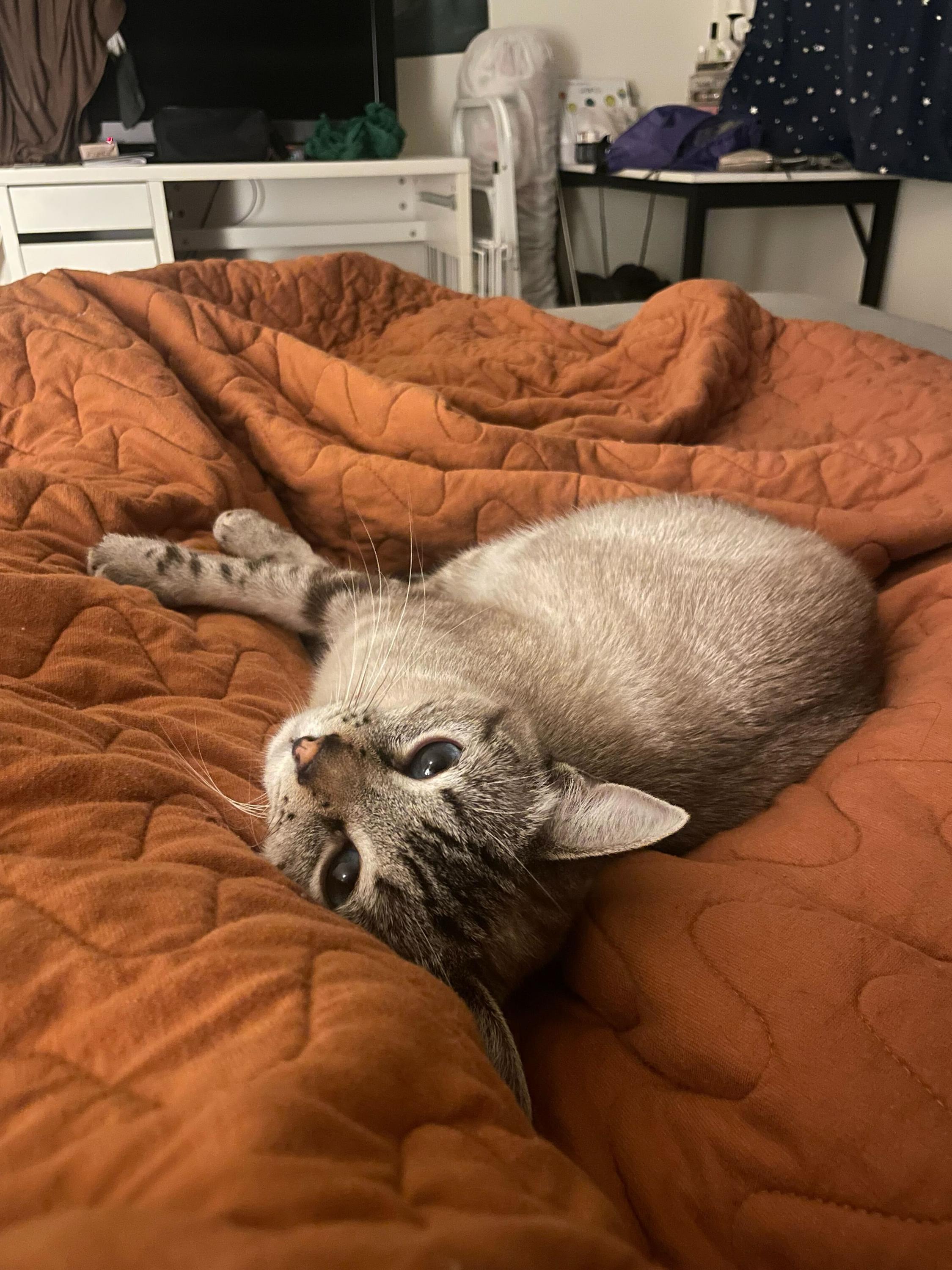 Ambrosia, an adopted Domestic Short Hair in Seattle, WA image 2/6