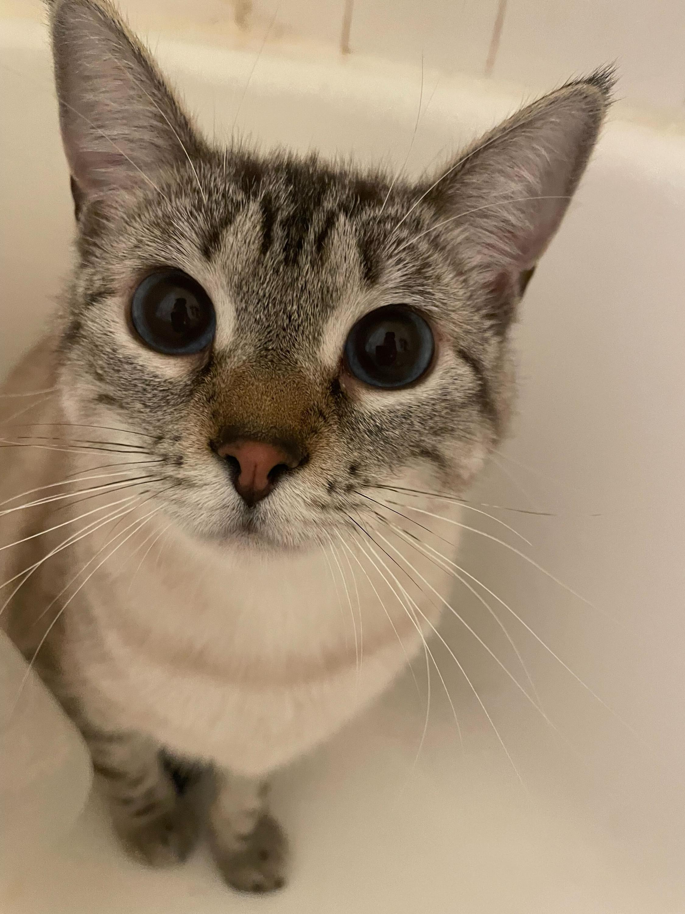 Ambrosia, an adopted Domestic Short Hair in Seattle, WA image 6/6