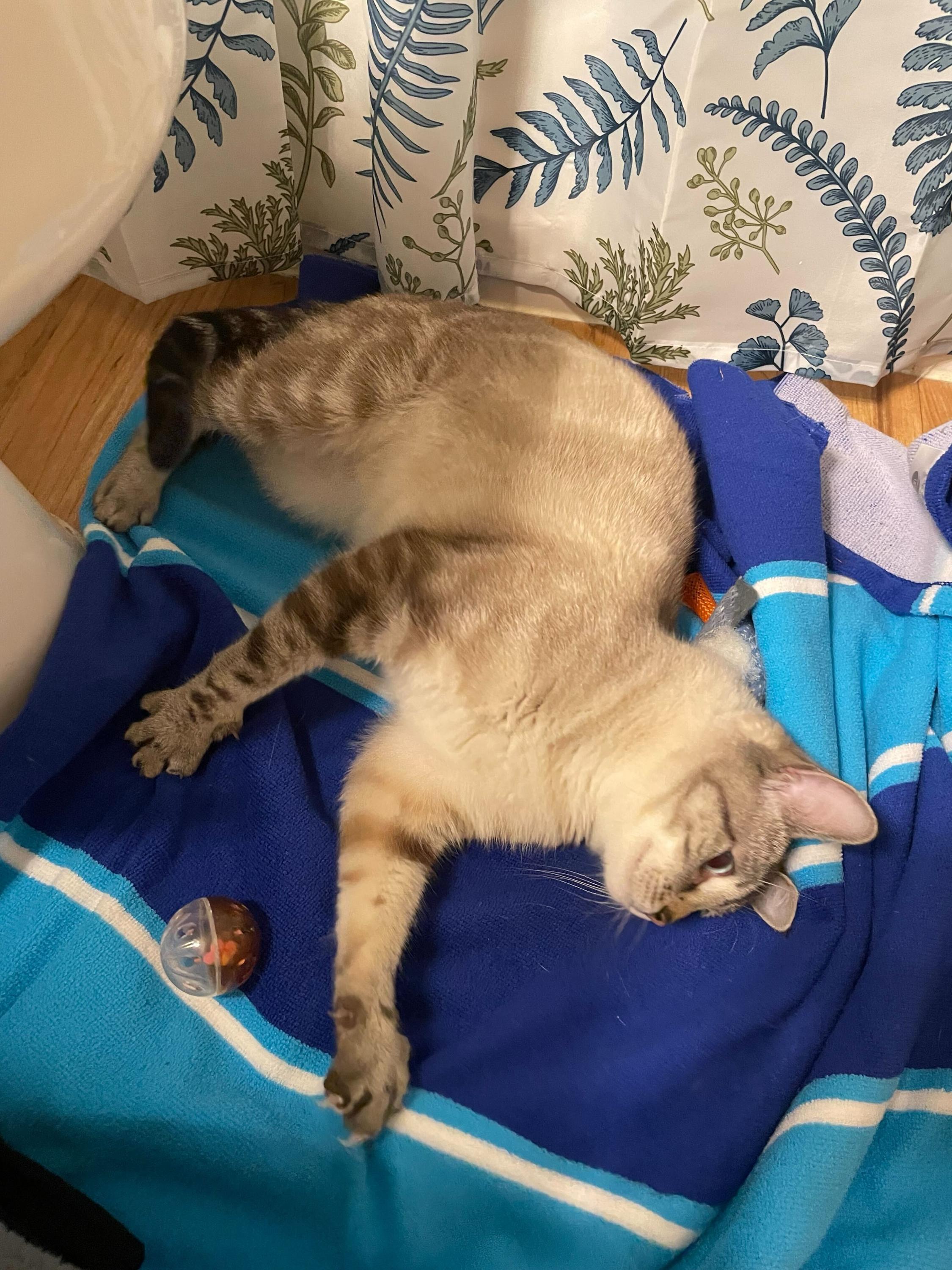 Ambrosia, an adopted Domestic Short Hair in Seattle, WA image 4/6