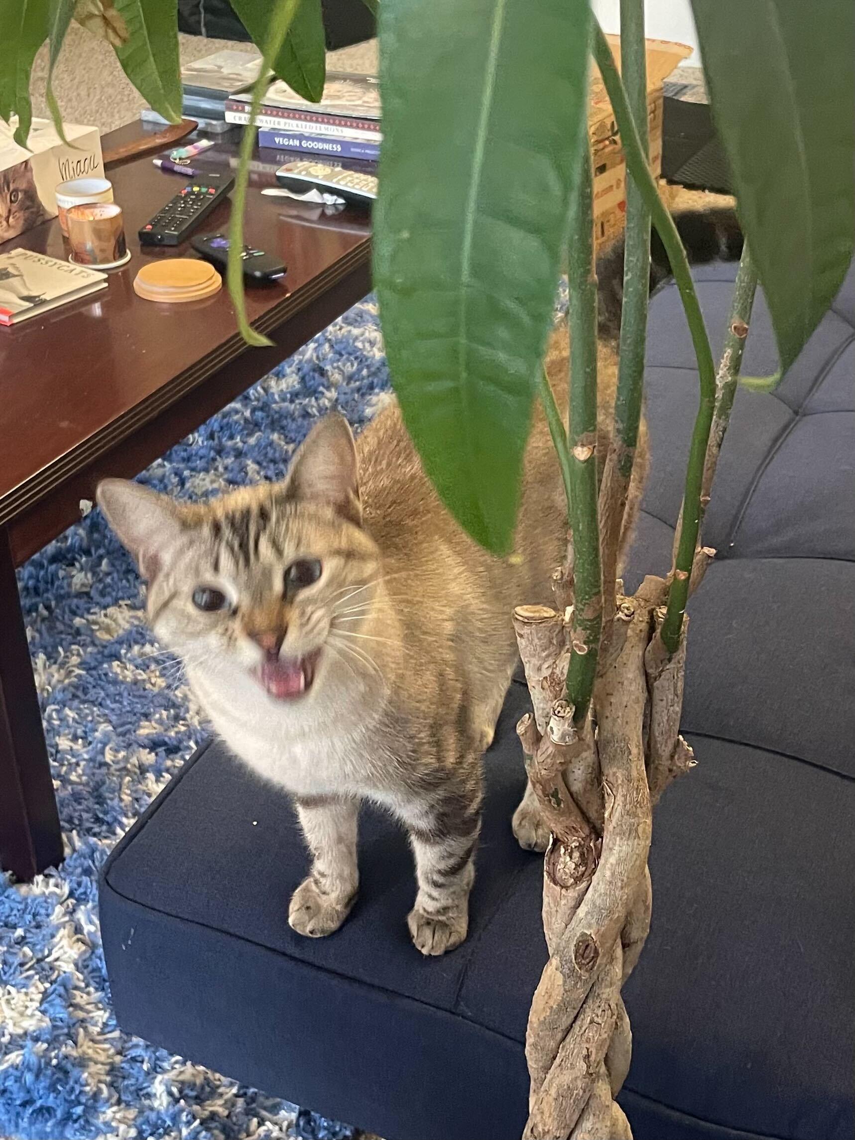 Ambrosia, an adopted Domestic Short Hair in Seattle, WA image 3/6