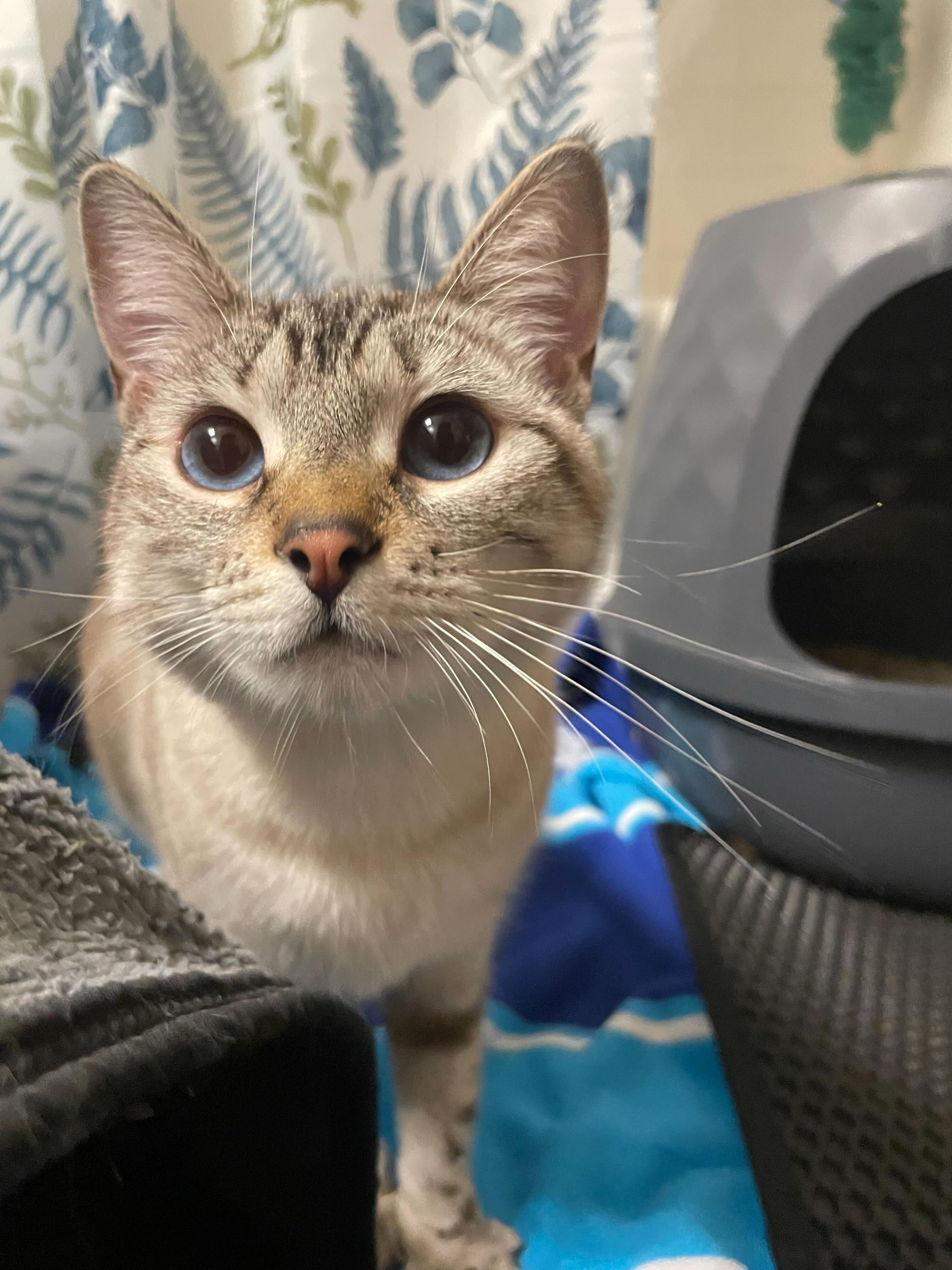 Ambrosia, an adopted Domestic Short Hair in Seattle, WA image 5/6