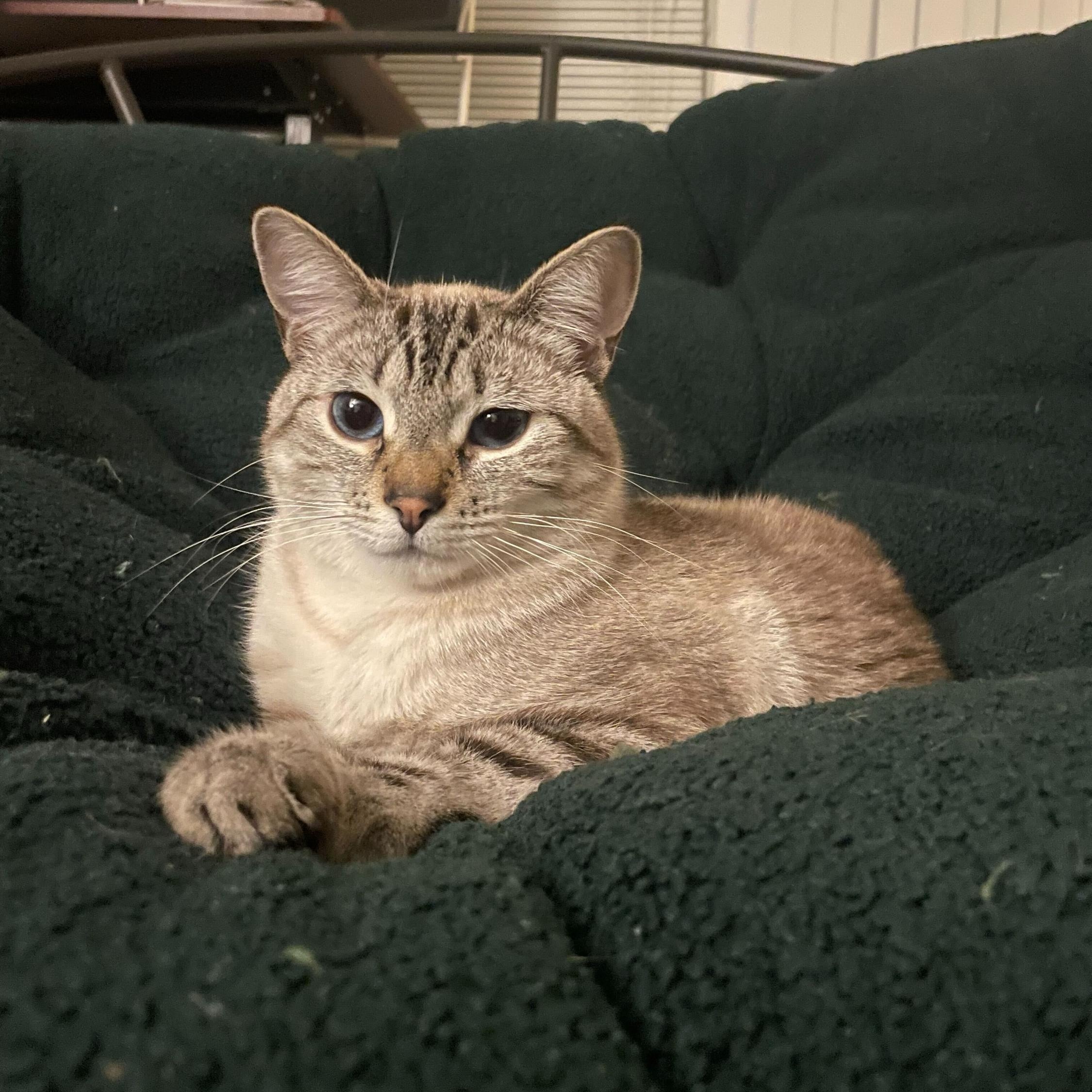 Ambrosia, an adopted Domestic Short Hair in Seattle, WA image 1/6