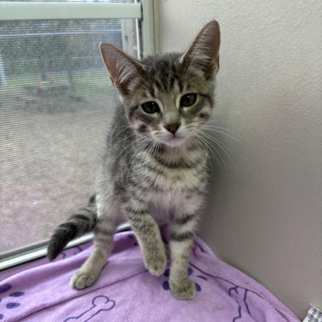 Tootsies thumbnail 2