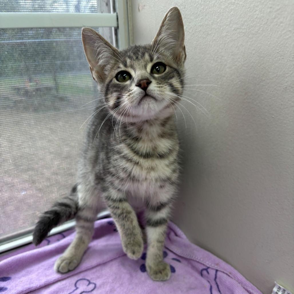 Tootsies thumbnail 3