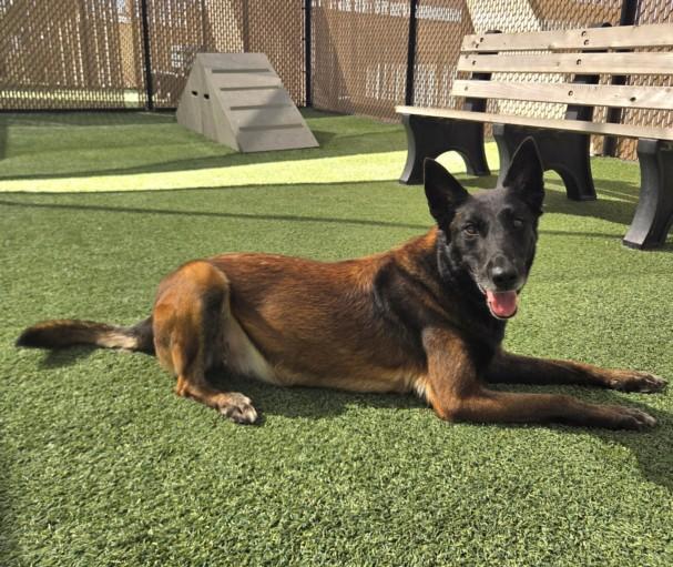 RYKA, Adoptable, Young Female Belgian Shepherd / Malinois.