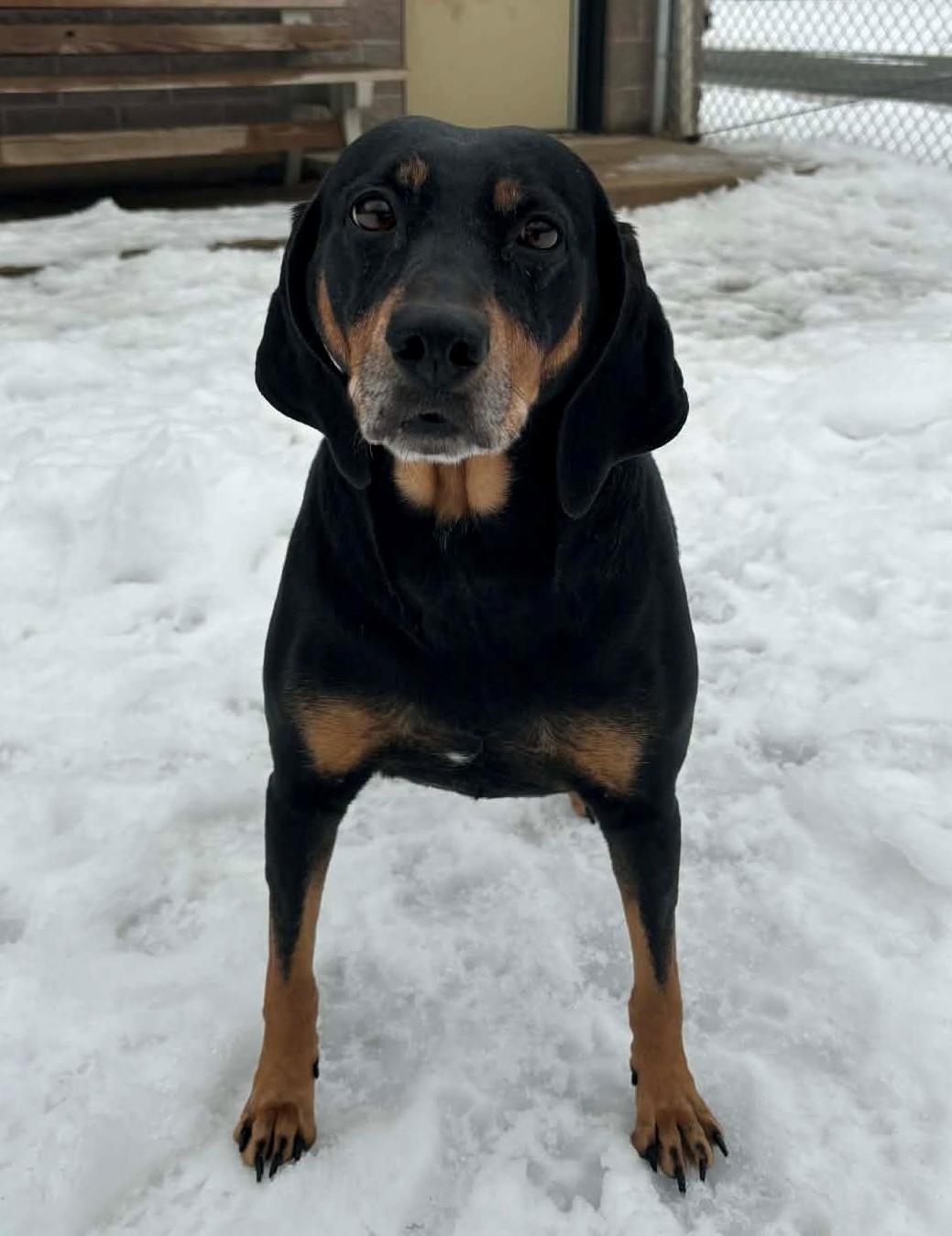 Bailey, adopted, Adult Female Hound.