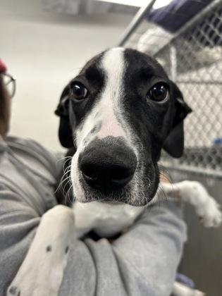 Linus — thumbnail 2