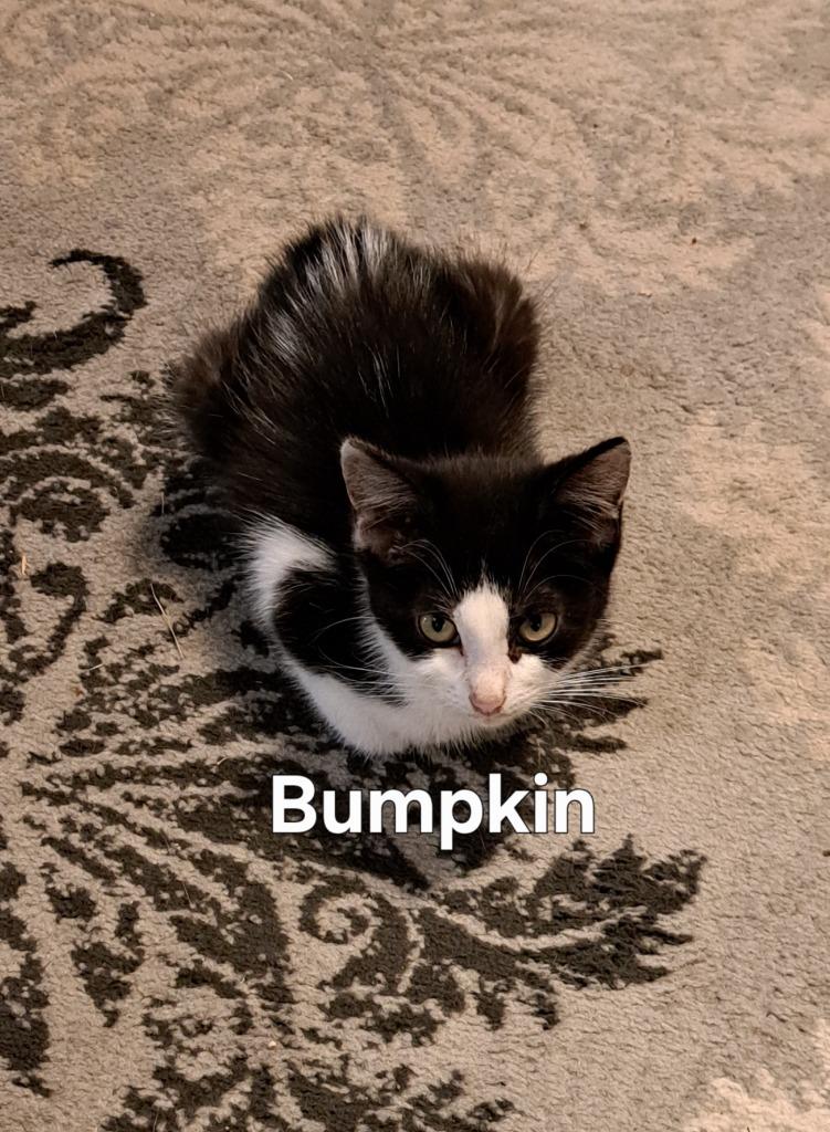 Bumpkin, Adoptable, Kitten Male Domestic Short Hair.