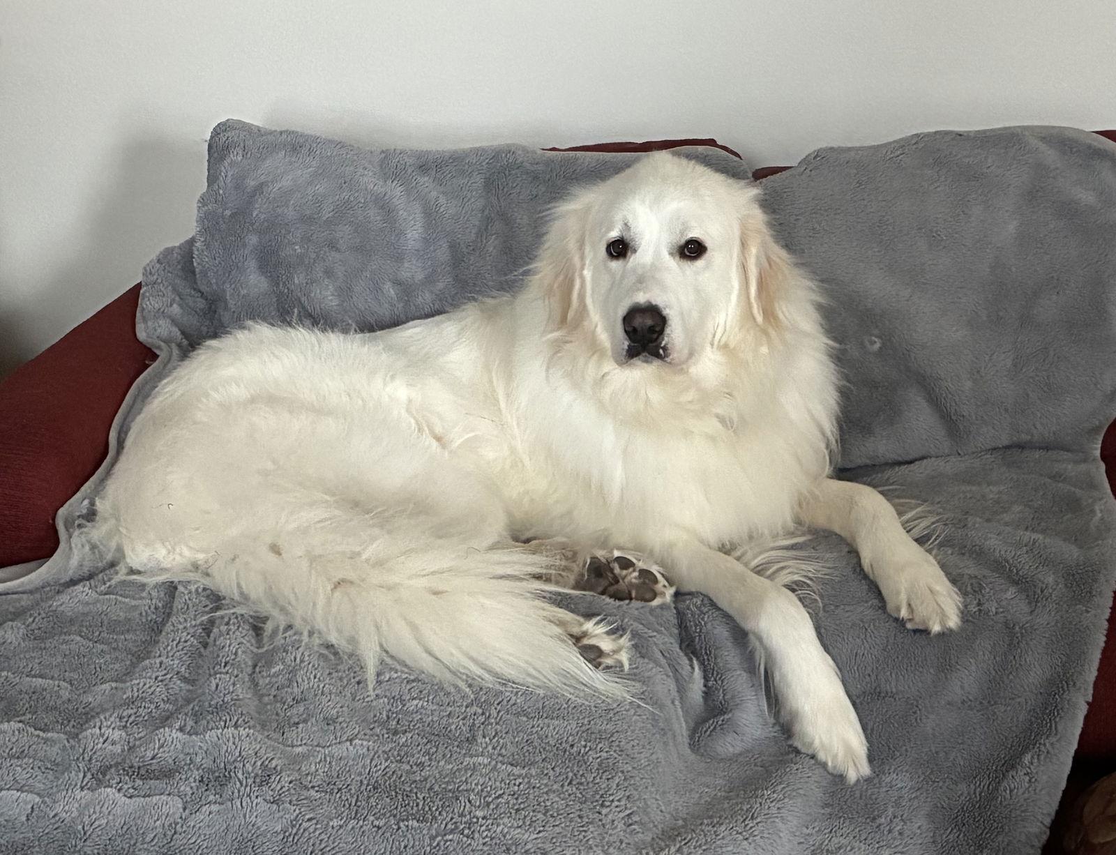 Dory, Adopted, Adult Female Great Pyrenees.