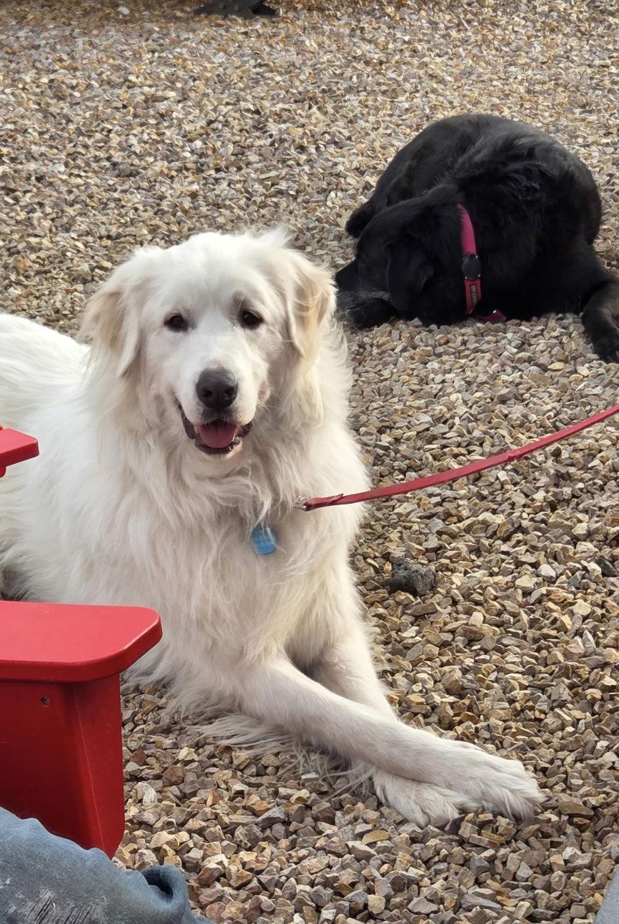 Enlarge Dory, a Adopted Great Pyrenees in Bend, OR image 2/2
